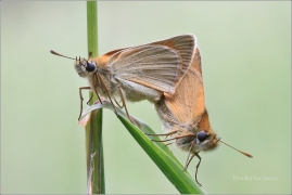 <p>SOUMRAČNÍK METLICOVÝ (Thymelicus sylvestris) Knížecí ----- /Small skipper - Braunkolbiger Braun-Dickkopffalter/</p>